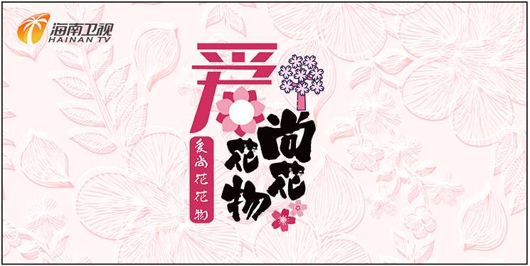 海南卫视爱尚花花物 海南卫视爱尚花花物